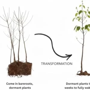 4 Pecan Trees Plants Live Bare Roots, 1-2 Feet Tall Hardy Nut Trees for Outdoor Planting, Dormant Seedlings for Garden or Yard