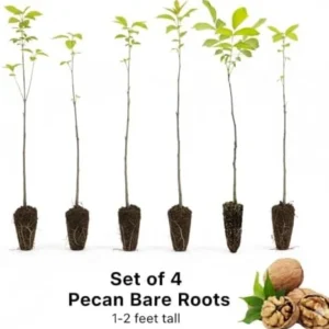 4 Pecan Trees Plants Live Bare Roots, 1-2 Feet Tall Hardy Nut Trees for Outdoor Planting, Dormant Seedlings for Garden or Yard
