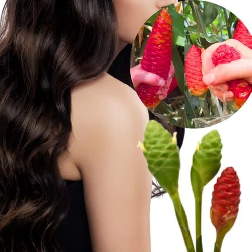 4 Shampoo Ginger Roots 1 Year Old, Fresh Awapuhi Red Ginger Rhizomes Oudoor Planting, Pinecone Zerumbet Zingiber, Ginger Lily Flowers