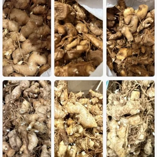 4 Shampoo Ginger Roots 1 Year Old, Fresh Awapuhi Red Ginger Rhizomes Oudoor Planting, Pinecone Zerumbet Zingiber, Ginger Lily Flowers