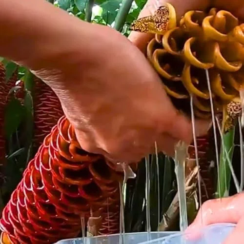 4 Shampoo Ginger Roots 1 Year Old, Fresh Awapuhi Red Ginger Rhizomes Oudoor Planting, Pinecone Zerumbet Zingiber, Ginger Lily Flowers