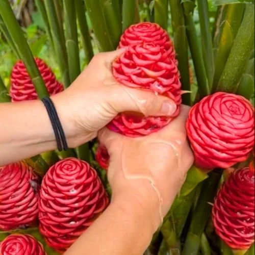 4 Shampoo Ginger Roots 1 Year Old, Fresh Awapuhi Red Ginger Rhizomes Oudoor Planting, Pinecone Zerumbet Zingiber, Ginger Lily Flowers