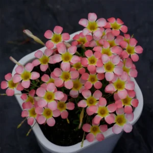 Candy Box Peach Oxalis Live Starter Plant for Planting, Oxalis Plant in Home Garden, 4