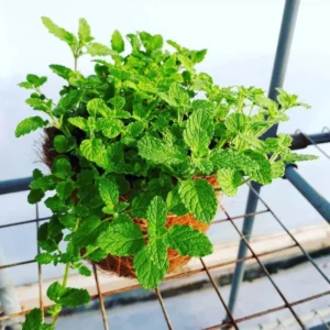 1 Pot (1 Clump) of Strawberry Mint Herb Live Starter Plant for Planting, Fresh Herb Mint for Indoor Outdoor Garden,4"Tall 4"Pot (No Ship CA)