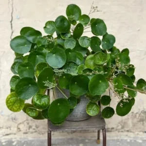 2 Money Tree Plant Indoor, 5 to 7 Inc in Height, Pilea Peperomioides Live, Money Plant Live Houseplants for Planting Growing