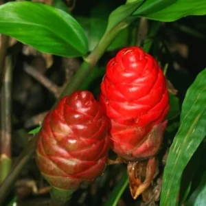 Shampoo Ginger Rhizomes - 4 Zingiber Zerumbet Red Ginger Lily Bulbs Edible Roots - 1 Year Old Planting Roots