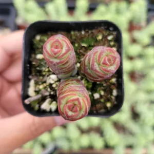 Crassula Fantasy 'Baby's Necklace' Variegated Succulent Plant 2 Inch Pot for Garden
