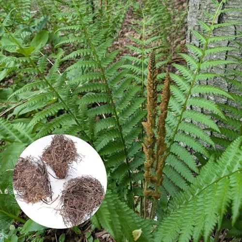 5 Cinamon Ferns Roots Outdoor Indoor, Live Ferns Rhizomes for Outdoors, 3 to 5 Inc Tall for Gardening