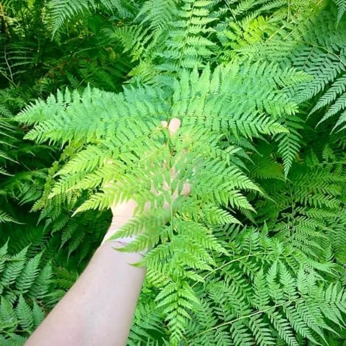 5 Cinamon Ferns Roots Outdoor Indoor, Live Ferns Rhizomes for Outdoors, 3 to 5 Inc Tall for Gardening