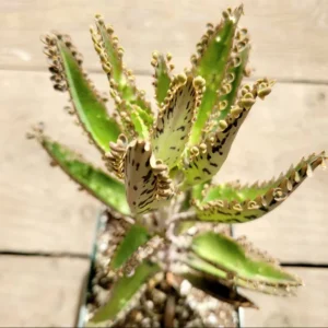 Kalanchoe Tubiflora 'Mother of Millions' Succulent Plant 2 Inch Pot for Garden Decor