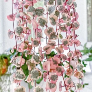 Alternative view of Variegated String of Hearts Plant Live 4 Inch Potted Trailing Succulent