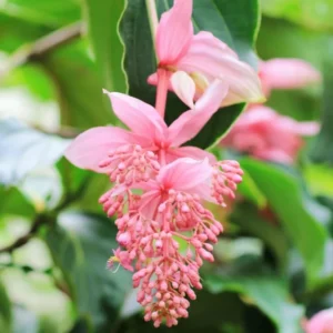 4 Medinilla Plants – Live plant – Indoor – Exotic flowering houseplant - Image 4