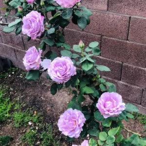 Rose Plant Live – Purple Rose Bush – Live Plant – 4-7