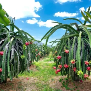 Dragon Fruit Cuttings – Live Plant – 10-12 Inches Long – Outdoor - Image 7