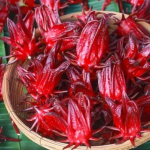 Roselle Hibiscus Plants - 2 Live Hibiscus Sabdariffa in 4 inch Pot