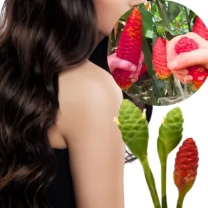 4 Shampoo Ginger Roots 1 Year Old, Fresh Awapuhi Red Ginger Rhizomes Oudoor Planting, Pinecone Zerumbet Zingiber, Ginger Lily Flowers