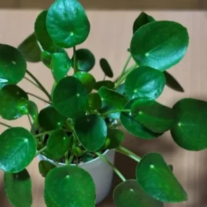 2 Money Tree Plant Indoor, 5 to 7 Inc in Height, Pilea Peperomioides Live, Money Plant Live Houseplants for Planting Growing