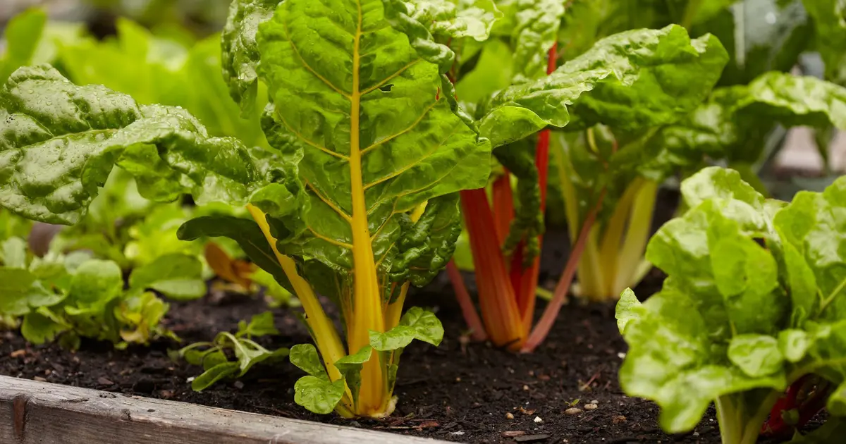 7 Vegetables to Plant in December for a Bountiful Winter Harvest