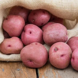 Red Potato Seeds - 60 True Potato Seeds for Outdoor Growing - Easy to Plant
