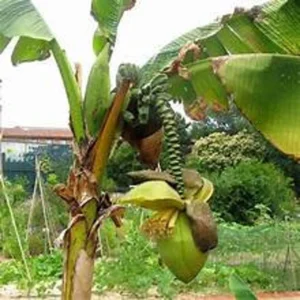 Musa Basjoo Banana Plants 4-8 Inches - Tropical Garden Plants