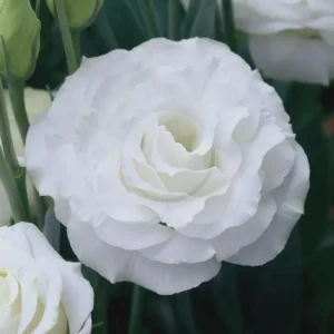 Lisianthus Rosita White III Plug Live Starter Plant - 1-3 Inch Healthy Plug