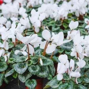 White Cyclamen Plant Live, Live Cyclamen Flower Plant, 4 Inc Pot