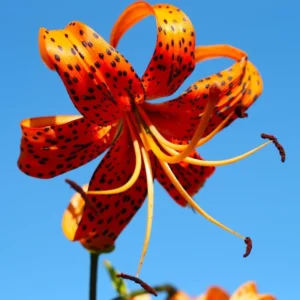10 Turk’s Cap Lily Bulbs for Planting, Orange Tiger Lilies Bulbs, Hardy Perennial Lily Flowers for Gardening