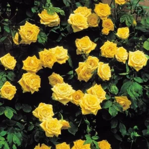 Yellow Climbing Rose Bush – Live Plant – 4 to 10 Inches Tall – Outdoor - Image 8