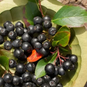 Black Chokeberry Plant in Pot, 8 Inch Tall, Edible Aronia Berry Plant Shrub for Planting, Dormant in Winter