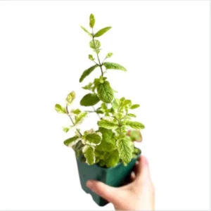 1 Pot (1 Clump) of Pineapple Mint Herb Live Starter Plant for Planting, Fragrant Mint Bush Garden Mints Plant, 4