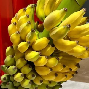Dwarf Cavendish Banana Plant Live for Planting, Banana Trees Live Plants for Outdoor Indoor Planting, Cold Hardy, 4-7