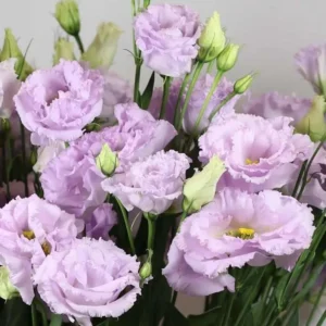 Lisianthus Lilac Shade Plant Starter - 3.25 Inch Potted Live Plant