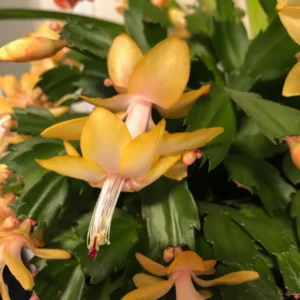 Christmas Cactus – Live Plant – 3-5 Inch Indoor Houseplant - Image 1