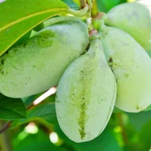 Set 2 Pawpaw Tree Live Plant Bare Roots, Hardy Paw Paw Plant, 6 to 12 Inc Tall, Paw Paw Live Plant