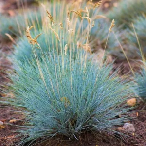 Blue Fescue Grass Live Plant – Ornamental Grass – 4 Inch Pot – Indoor/Outdoor - Image 5