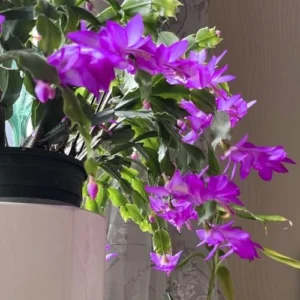 Thanksgiving Christmas Cactus Plant - 4