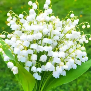 10 Lily of The Valley Bulbs for Planting, Perennial Lily Flower Bulbs, Fragrant White Blooms for Shade Gardens