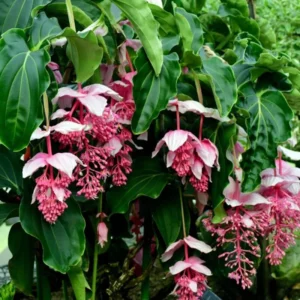 4 Medinilla Plants – Live plant – Indoor – Exotic flowering houseplant - Image 2
