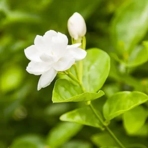 Arabian Jasmine Plant Live - 12-15 Inch Fragrant Vine Shrub - Outdoor Garden Ready