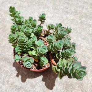 SunSparkler® Sedum 'Lime Zinger' Succulent Plant 2 Inch Pot for Home Garden Decor