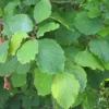 American Witch Hazel Plant - 4 inch Pot Hamamelis virginiana - Fragrant Blooms