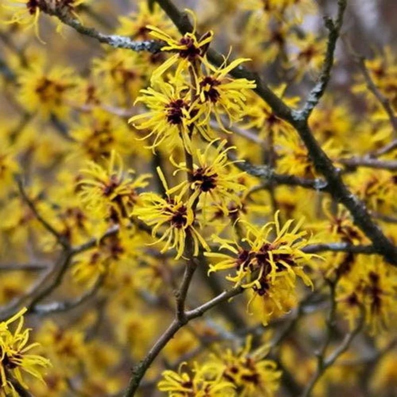 American Witch Hazel Plant - 4 inch Pot Hamamelis virginiana - Fragrant Blooms