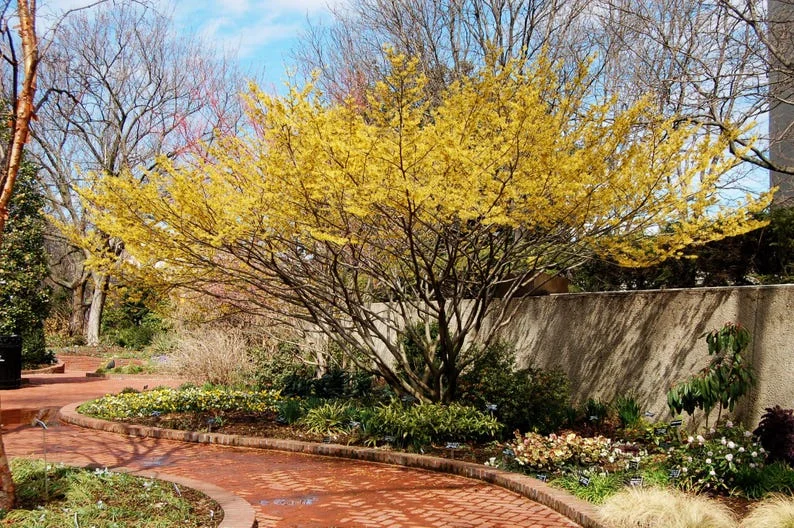 American Witch Hazel Plant - 4 inch Pot Hamamelis virginiana - Fragrant Blooms