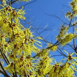 American Witch Hazel Plant - 4 inch Pot Hamamelis virginiana - Fragrant Blooms