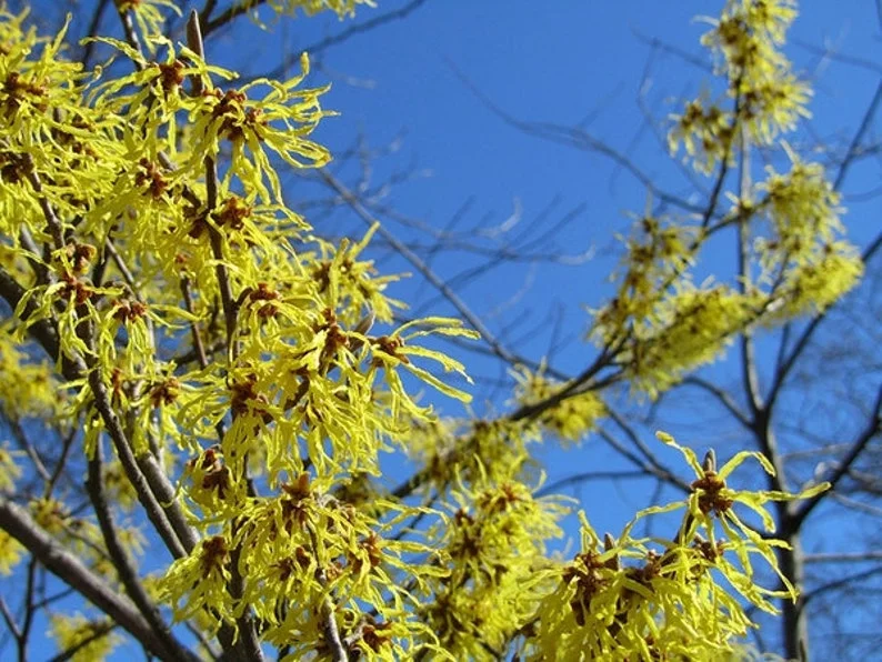 American Witch Hazel Plant - 4 inch Pot Hamamelis virginiana - Fragrant Blooms