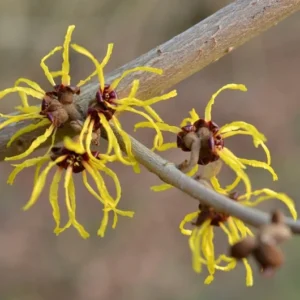 American Witch Hazel Plant - 4 inch Pot Hamamelis virginiana - Fragrant Blooms