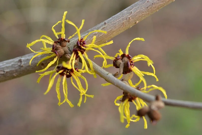 American Witch Hazel Plant - 4 inch Pot Hamamelis virginiana - Fragrant Blooms