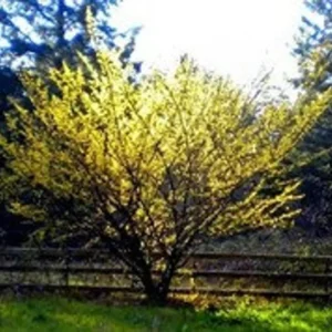 American Witch Hazel Plant - 4 inch Pot Hamamelis virginiana - Fragrant Blooms