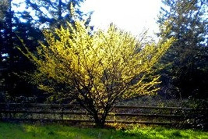 American Witch Hazel Plant - 4 inch Pot Hamamelis virginiana - Fragrant Blooms