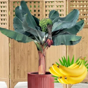 Dwarf Cavendish Banana Plant Live for Planting, Banana Trees Live Plants for Outdoor Indoor Planting, Cold Hardy, 4-7